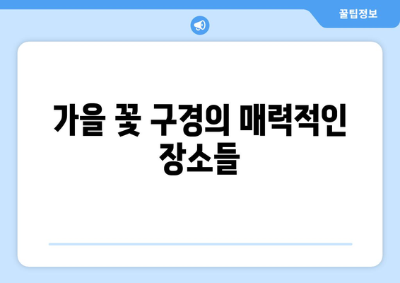 남양주 황화코스모스 촬영 장소 베스트 5 추천 | 사진 촬영, 관광 명소, 가을 꽃 구경