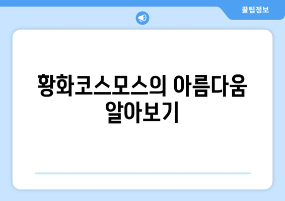 남양주 황화코스모스 축제 일정과 팁 | 축제, 황화코스모스, 행사 안내
